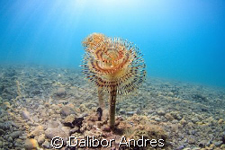 Flower from stone, Canon EOS 350D, Tokina AT-X 107 DX Fis... by Dalibor Andres 